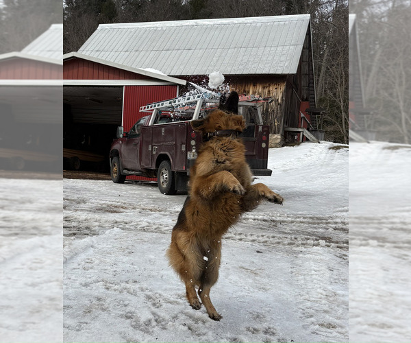 Medium Photo #15 German Shepherd Dog Puppy For Sale in LA FAYETTE, NY, USA