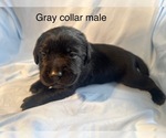 Small #2 Labrador Retriever