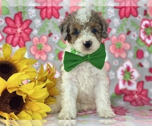 Poodle (Miniature) Puppy for sale in LANCASTER, PA, USA