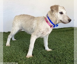 Damaris - Female Jack Russell Terrier-Unknown Mix Dog for Adoption - Photo #2
