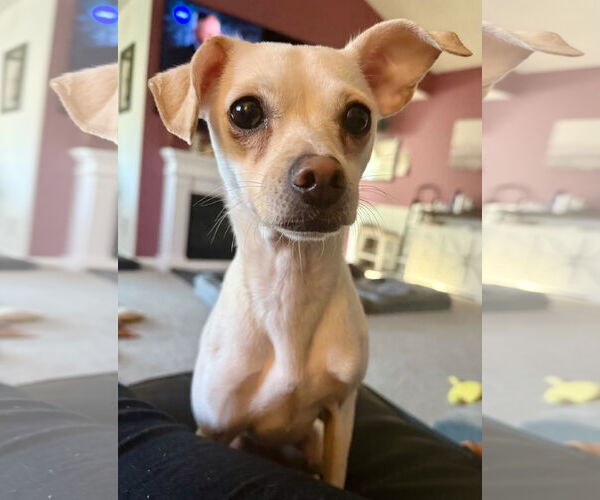 Medium Photo #2 Chihuahua-Unknown Mix Puppy For Sale in Alexandria, KY, USA