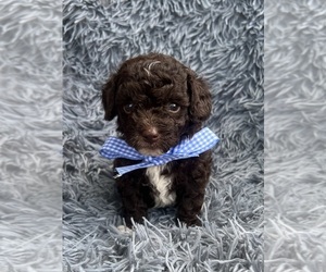 Cavapoo Puppy for sale in JEFFERSONVILLE, IN, USA