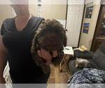 Small #3 Poodle (Toy)