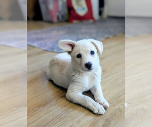Dachsador Dogs for adoption in El Centro, CA, USA