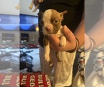 Puppy Casey Boston Terrier