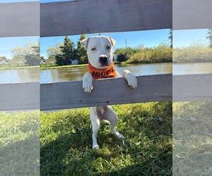 Dumpling Jake - Male American Pit Bull Terrier-Unknown Mix Dog for Adoption - Photo #3