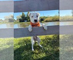 Small Photo #3 American Pit Bull Terrier-Unknown Mix Puppy For Sale in Germantown, OH, USA