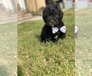 Poodle (Standard) Puppy for sale in HANFORD, CA, USA