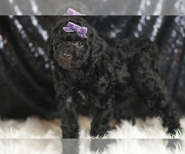Medium Photo #5 Goldendoodle (Miniature) Puppy For Sale in WARSAW, IN, USA