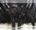 Small #4 Goldendoodle (Miniature)