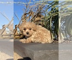 Small #4 Maltipoo