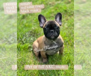 French Bulldog Puppy for sale in OLYMPIA, WA, USA