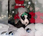 Small Photo #1 Sheepadoodle Puppy For Sale in SEAMAN, OH, USA