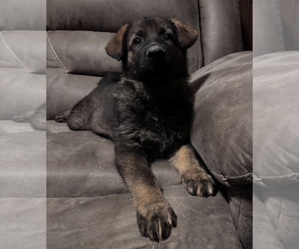Medium Photo #1 German Shepherd Dog Puppy For Sale in CORNELL, MI, USA