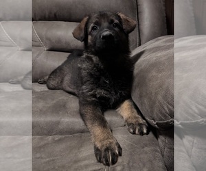 German Shepherd Dog Puppy for sale in CORNELL, MI, USA