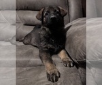 Small German Shepherd Dog