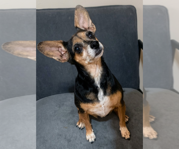 Medium Photo #1 Chihuahua Puppy For Sale in Vail, AZ, USA