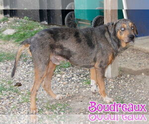 Catahoula Leopard Dog-Unknown Mix Dogs for adoption in Livingston , LA, USA