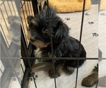 Small Photo #9 Yorkshire Terrier Puppy For Sale in NEWBURGH, IN, USA