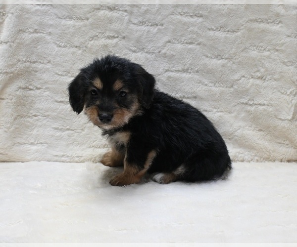 Medium Photo #2 Pembroke Welsh Corgi-Poodle (Miniature) Mix Puppy For Sale in FRESNO, OH, USA
