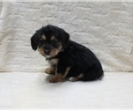 Small #1 Pembroke Welsh Corgi-Poodle (Miniature) Mix