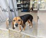 Small #3 Beagle
