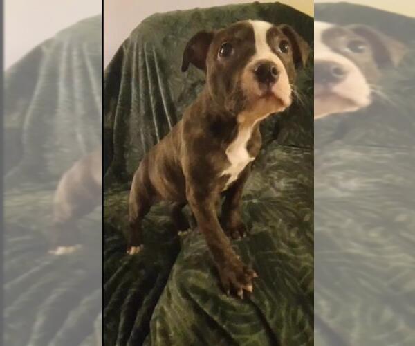 Medium Photo #4 American Staffordshire Terrier Puppy For Sale in Springdale, PA, USA