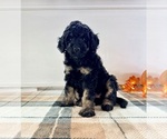 Small #4 Bernedoodle (Miniature)