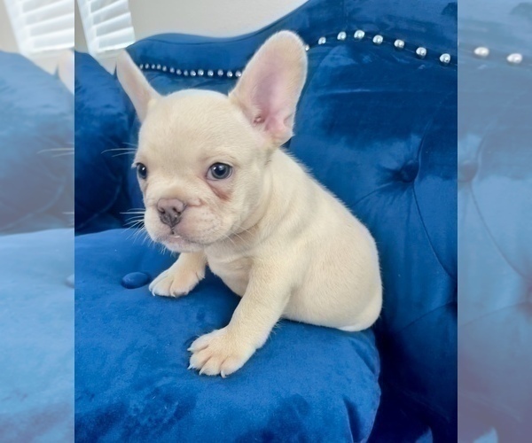 Medium Photo #8 French Bulldog Puppy For Sale in BEVERLY HILLS, CA, USA