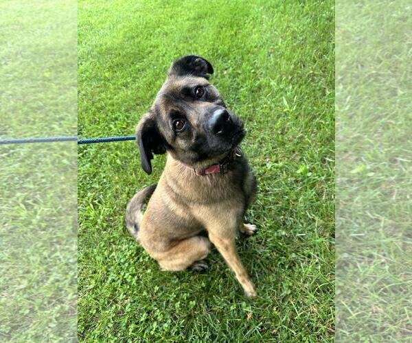 Medium Photo #1 Eurasier-Unknown Mix Puppy For Sale in Front Royal, VA, USA