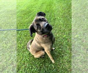 Eurasier-Unknown Mix Dogs for adoption in Front Royal, VA, USA
