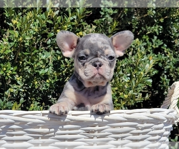 Medium Photo #7 French Bulldog Puppy For Sale in CLINTON, NJ, USA