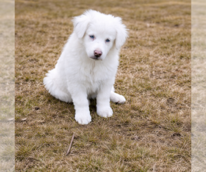 Medium Australian Shepherd