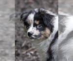 Small #20 Australian Shepherd