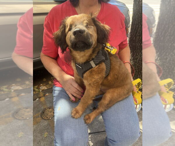 Medium Photo #4 Chow Chow-Cocker Spaniel Mix Puppy For Sale in New York, NY, USA