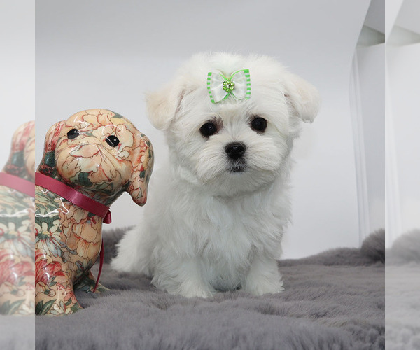 Medium Photo #2 Maltese Puppy For Sale in LOS ANGELES, CA, USA