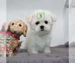 Small #1 Maltese