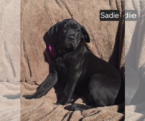 Cane Corso Puppy for sale in MINERAL WELLS, WV, USA