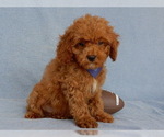 Small Photo #4 Cavapoo Puppy For Sale in MILLERSBURG, OH, USA