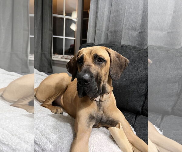 Medium Photo #7 Fila Brasileiro-Great Dane Mix Puppy For Sale in Jasper, AL, USA