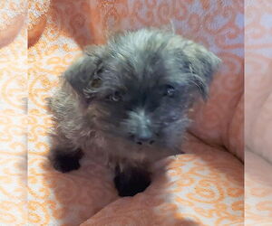Cairn Terrier Dogs for adoption in Mountain View, MO, USA