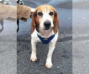 Arkansas - Male Beagle Dog for Adoption - Photo #4