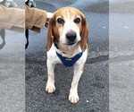Small Photo #4 Beagle Puppy For Sale in Silver Spring, MD, USA