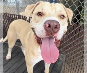 HAWKS - Male American Bulldog-Unknown Mix Dog for Adoption - Photo #3
