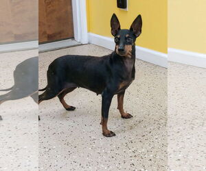 Mutt Dogs for adoption in York, SC, USA