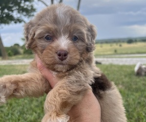 Miniature Bernedoodle Puppy for sale in FALL RIVER, KS, USA