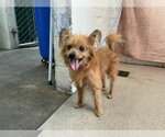 YETI - Male Papillon-Unknown Mix Dog for Adoption - Small photo
