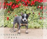 Small #2 Australian Cattle Dog
