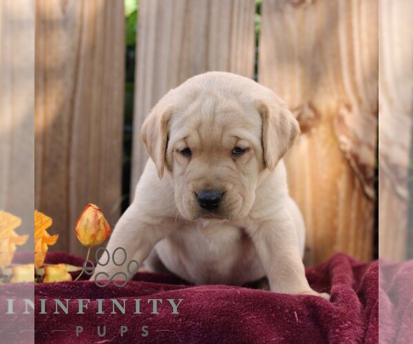Medium Photo #5 Labrador Retriever Puppy For Sale in SHIPPENSBURG, PA, USA