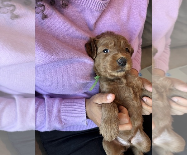 Medium Photo #4 Goldendoodle Puppy For Sale in RIALTO, CA, USA